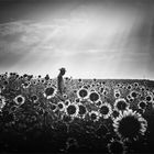 La vida entre Girasoles