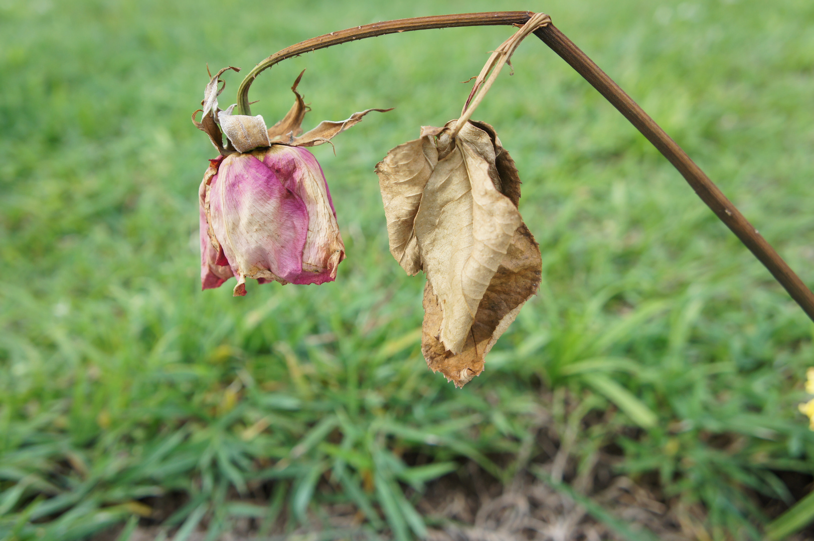 LA VIDA ES COMO LA FLOR DEL CAMPO - ROSA MUERTA