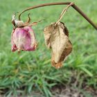 LA VIDA ES COMO LA FLOR DEL CAMPO - ROSA MUERTA