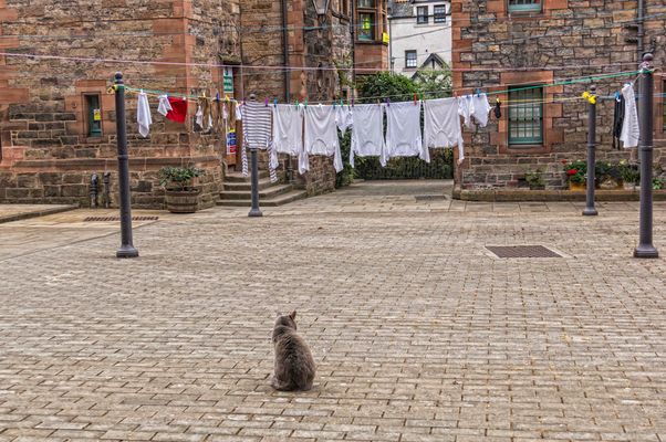 LA VIDA ÍNTIMA DE LOS TENDALES-8