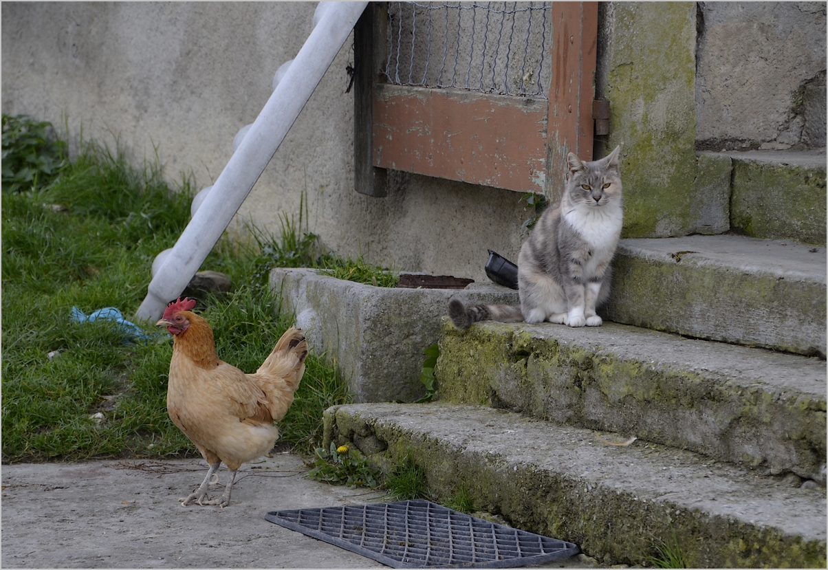 * la vie à la campagne *