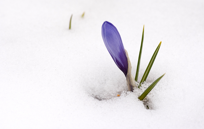 La vie après l'hiver