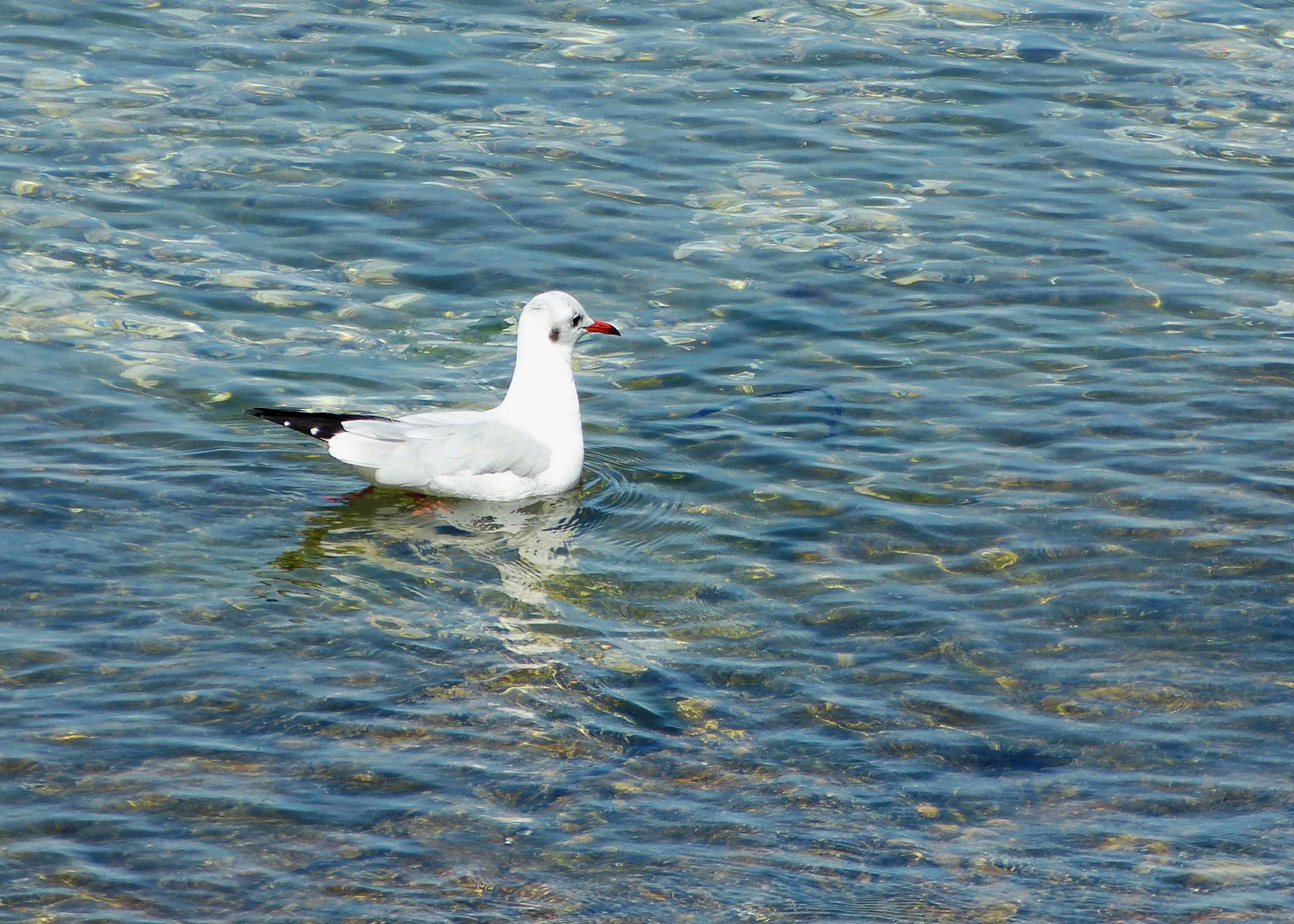 la vie de mouette c'est chouette