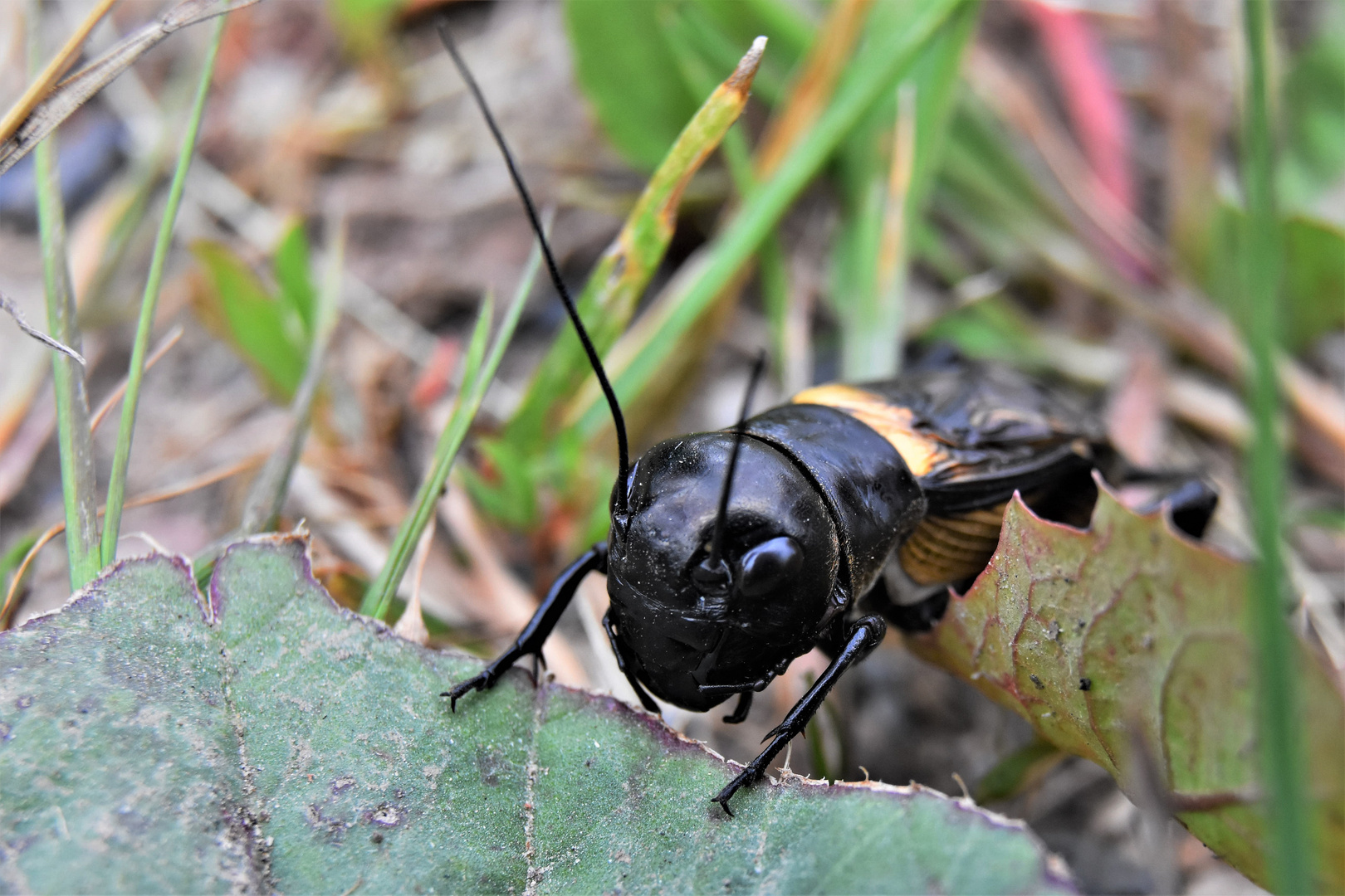 la vie des insectes