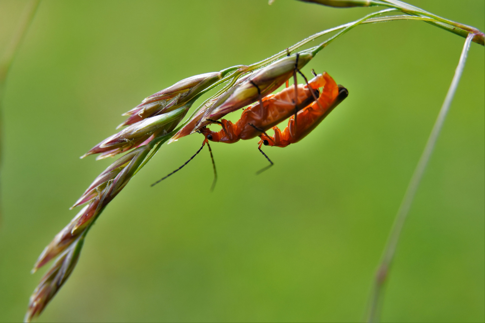 la vie des insectes