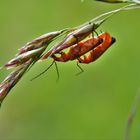 la vie des insectes