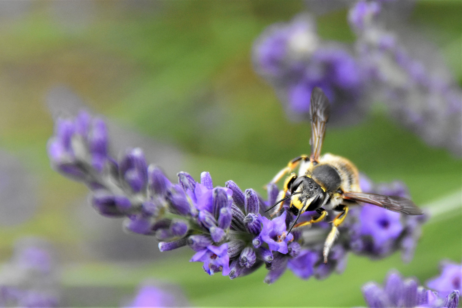 la vie des insectes