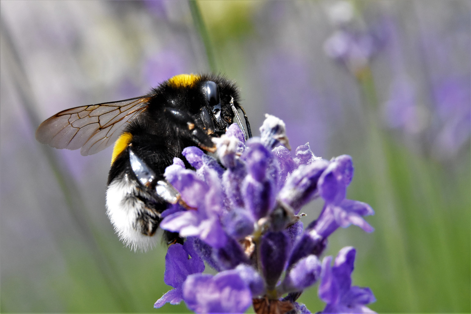 la vie des insectes