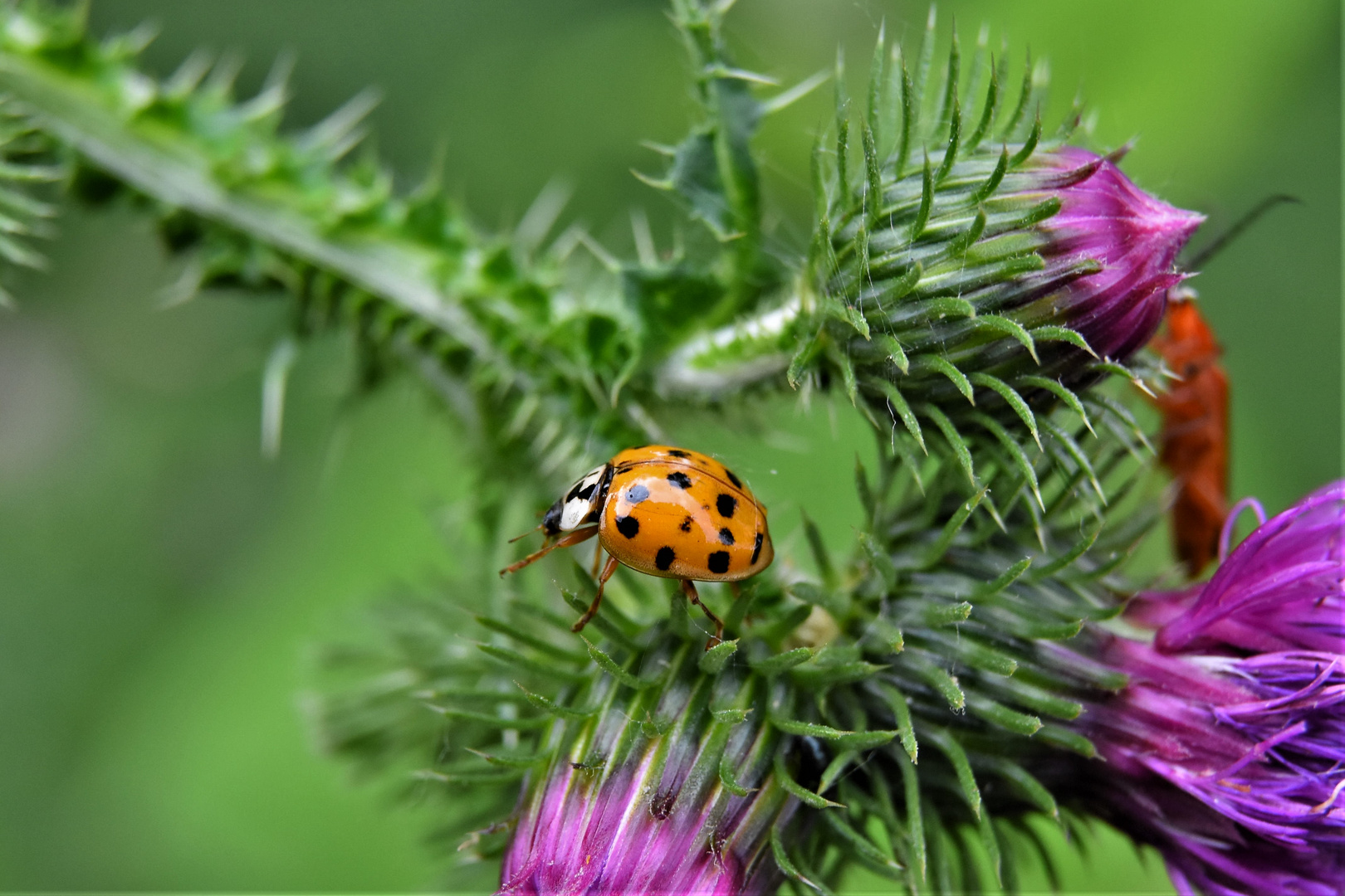 la vie des insectes