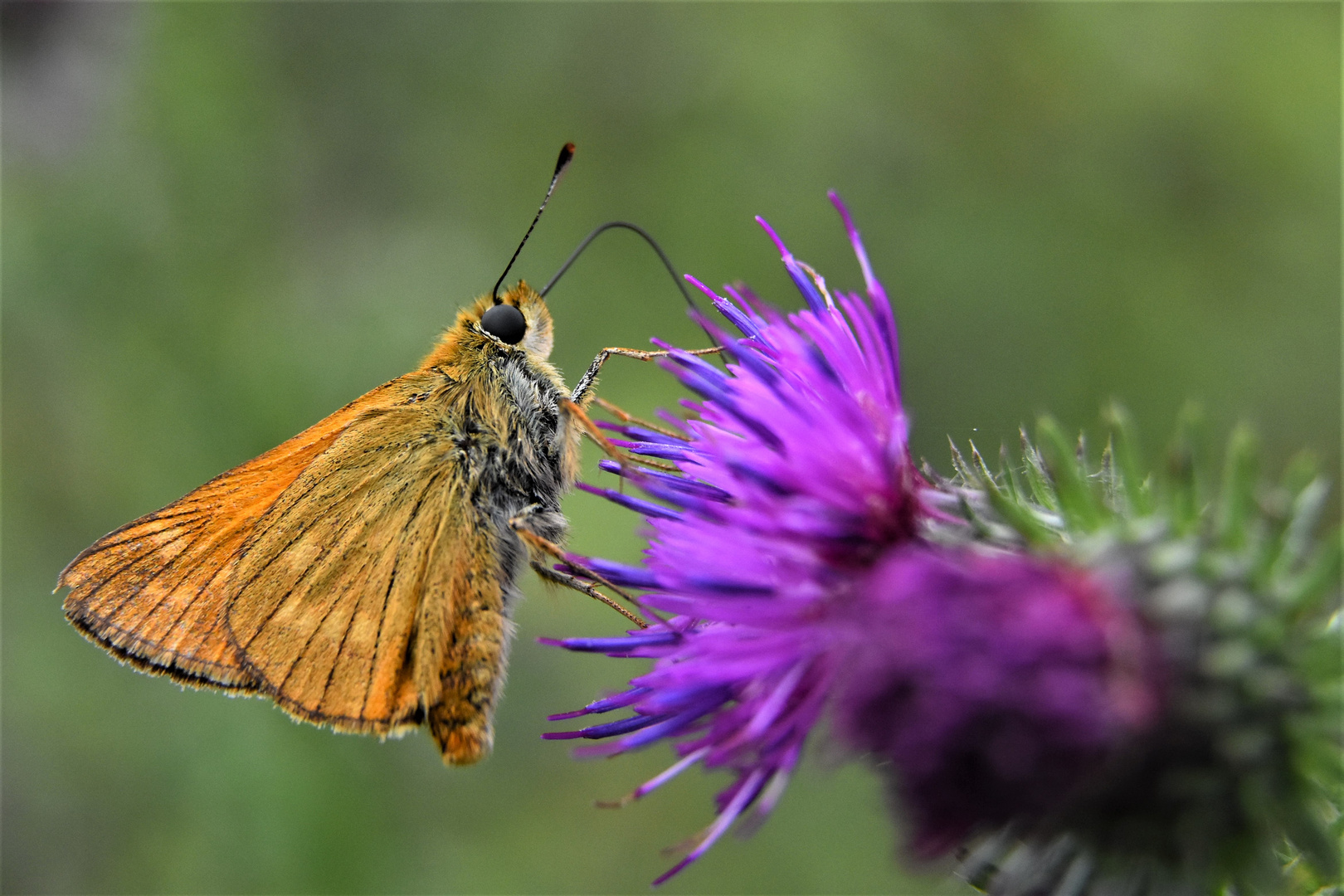 la vie des insectes