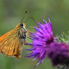 la vie des insectes