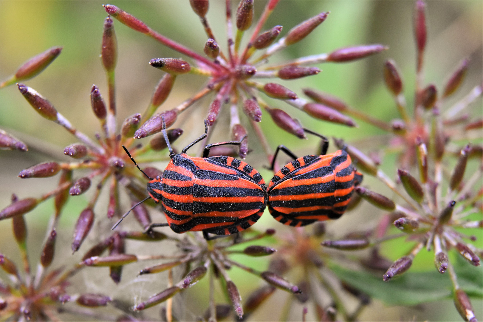 la vie des insectes