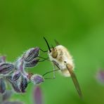 la vie des insectes