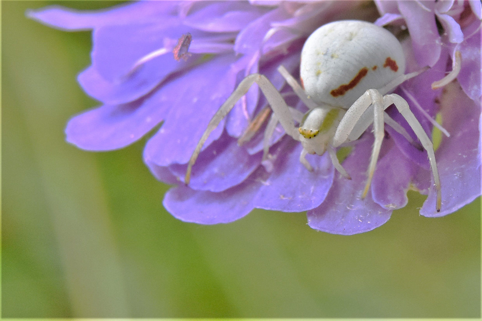 la vie des insectes