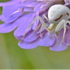 la vie des insectes