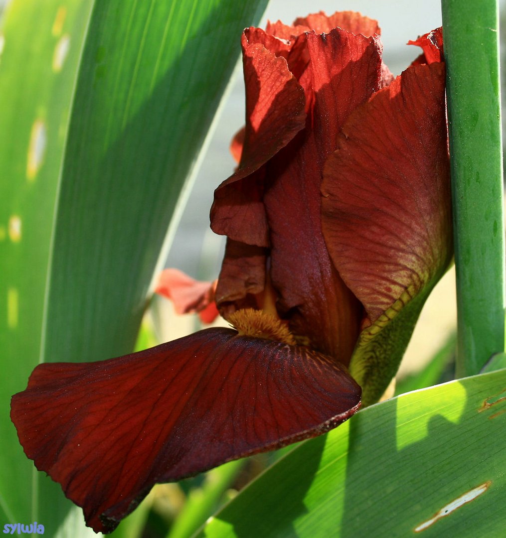 la vie d'un iris