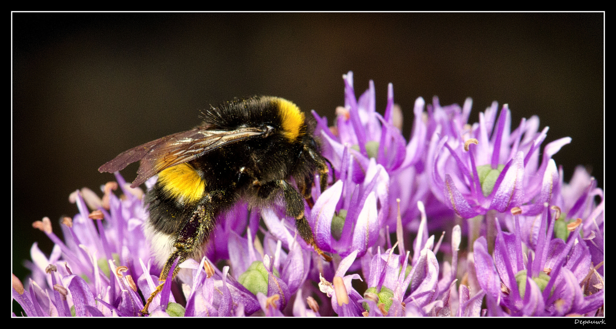 La vie d'une abeille