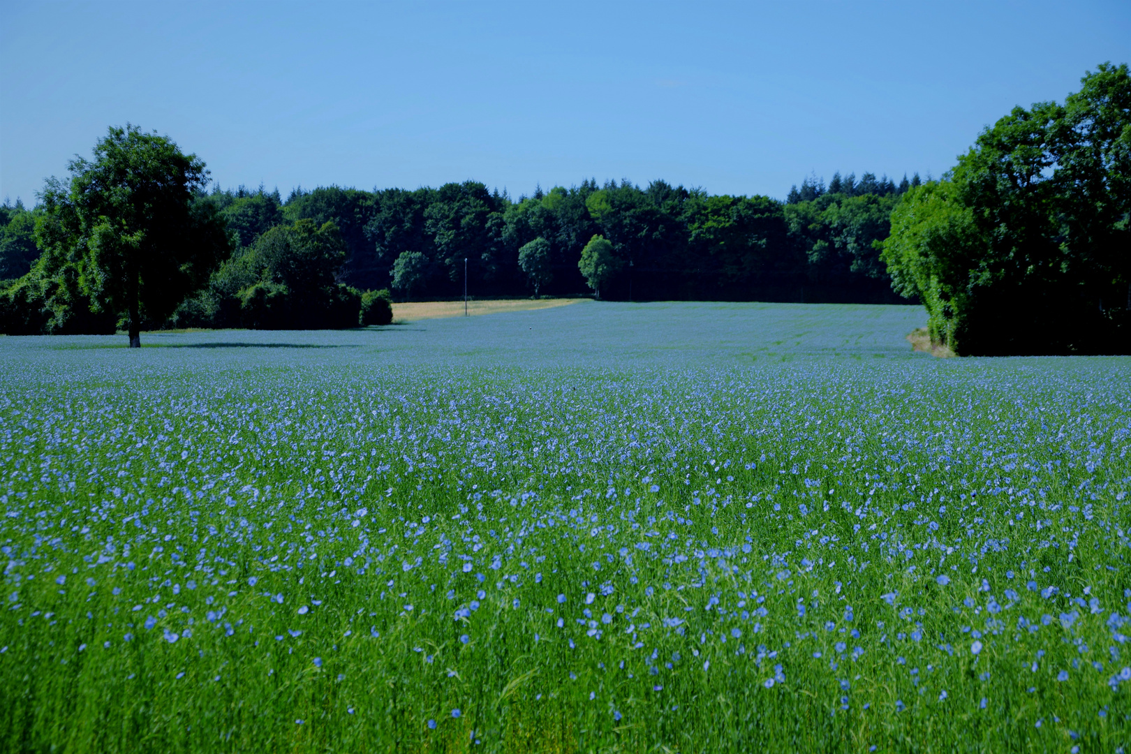 la vie en bleu 