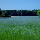 la vie en bleu 