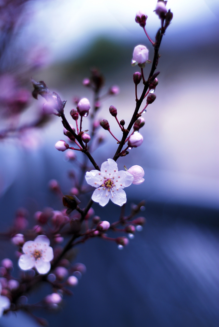 La vie en bleu d'une fleur