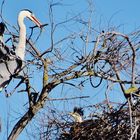 La vie en Camargue !