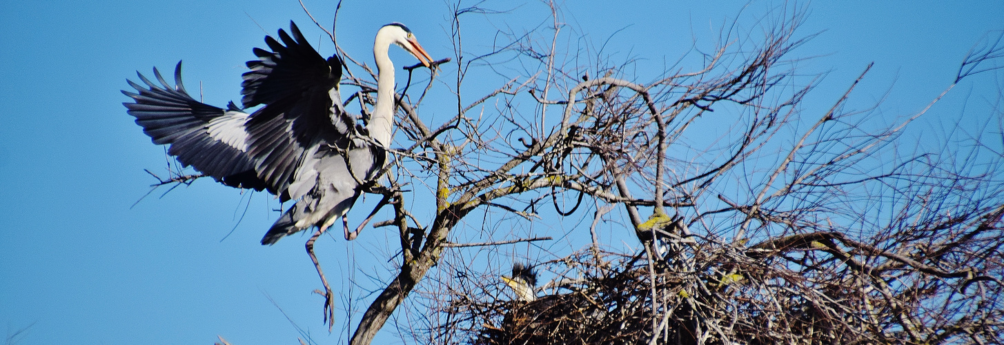 La vie en Camargue !