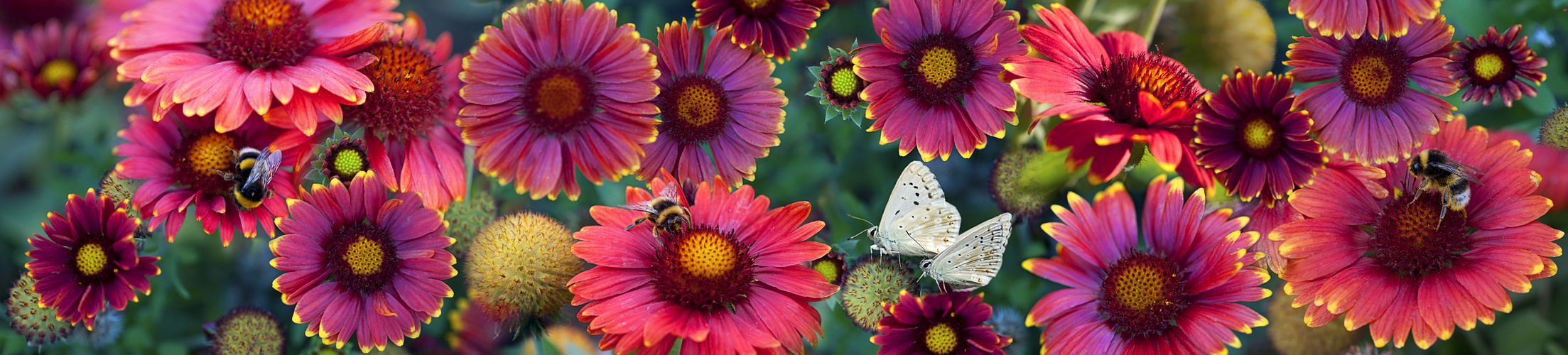 La vie en fleurs