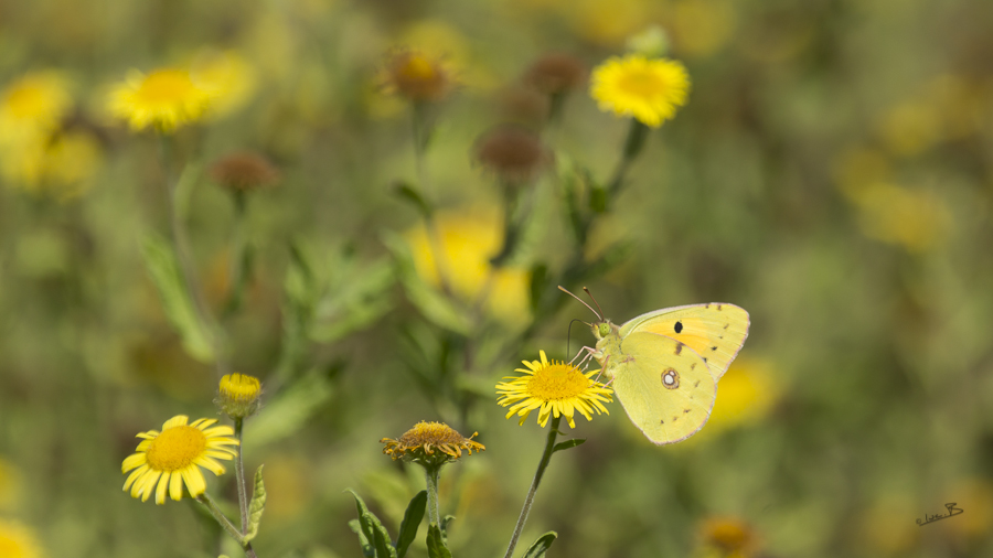 la vie en jaune