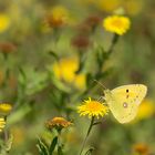 la vie en jaune