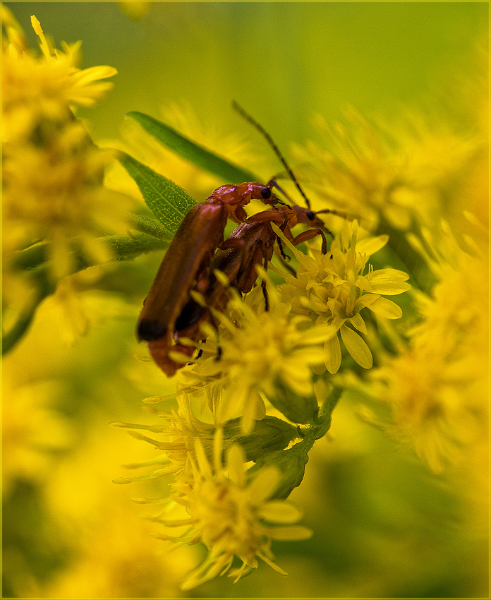 La vie en jaune .