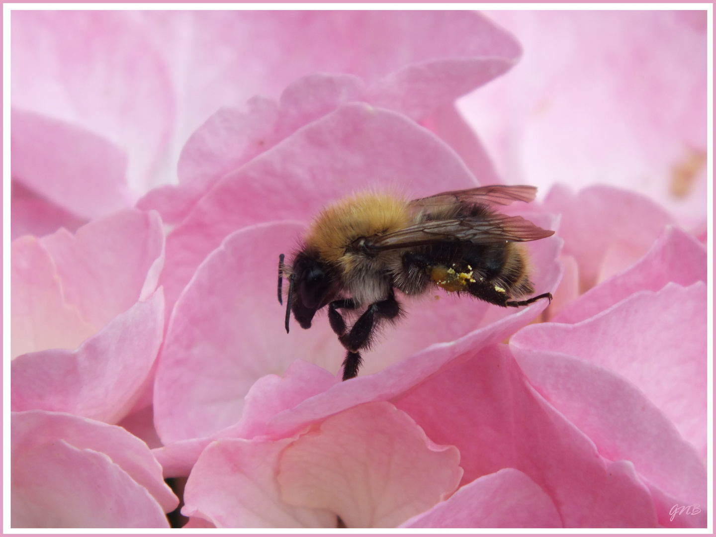 La vie en rose