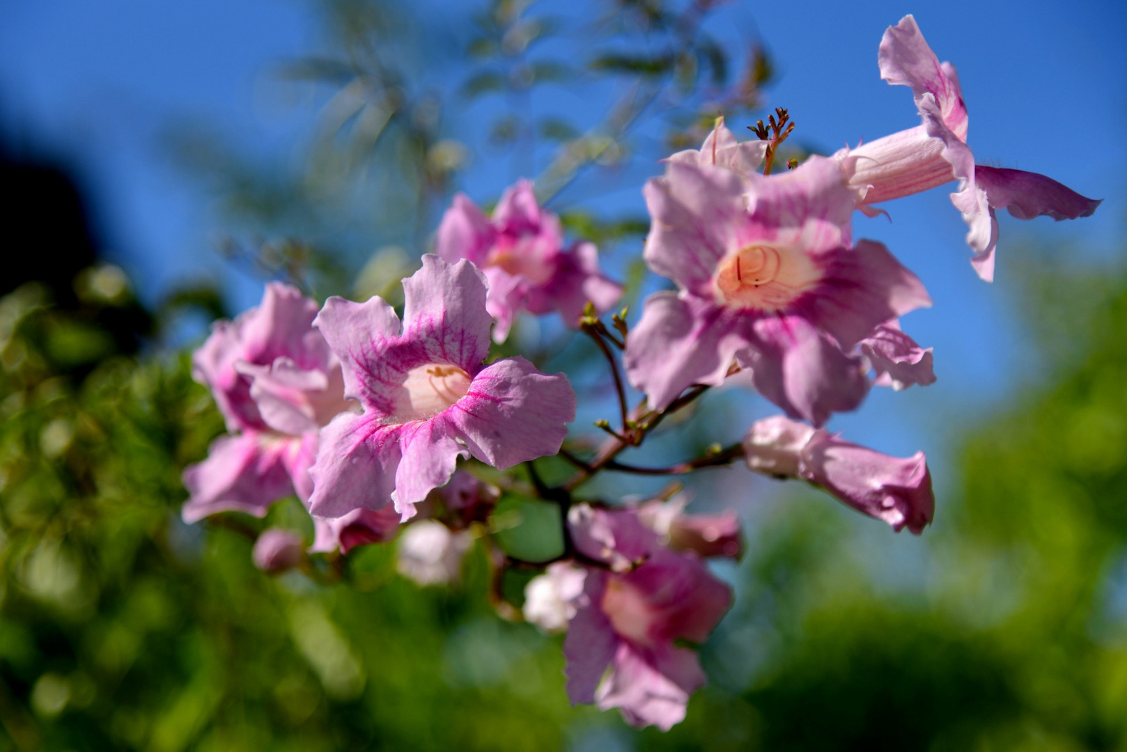 La vie en rose