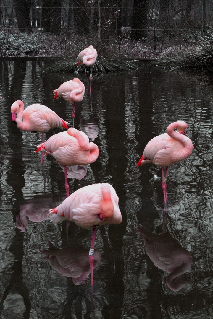 La vie en rose