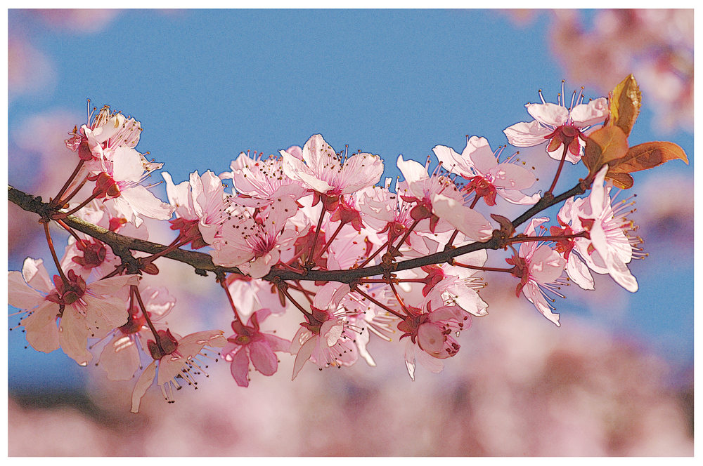 LA VIE EN ROSE