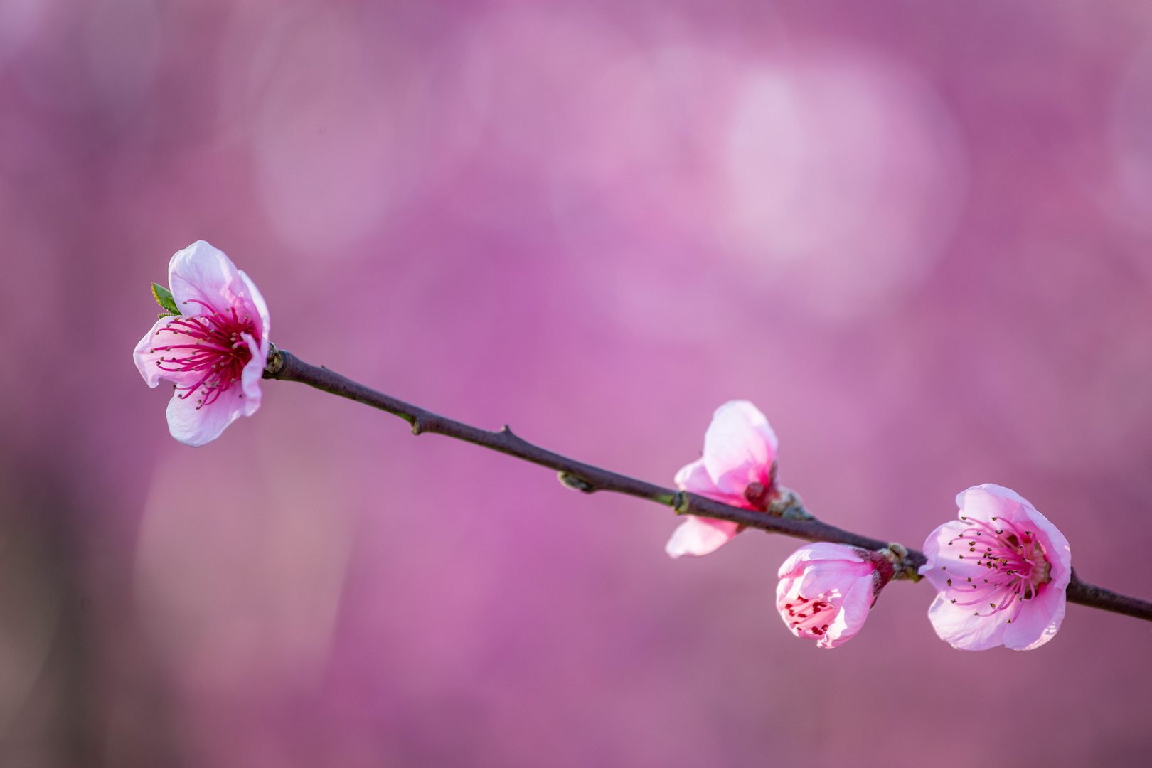 La vie en rose