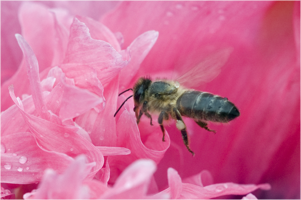 La vie en rose