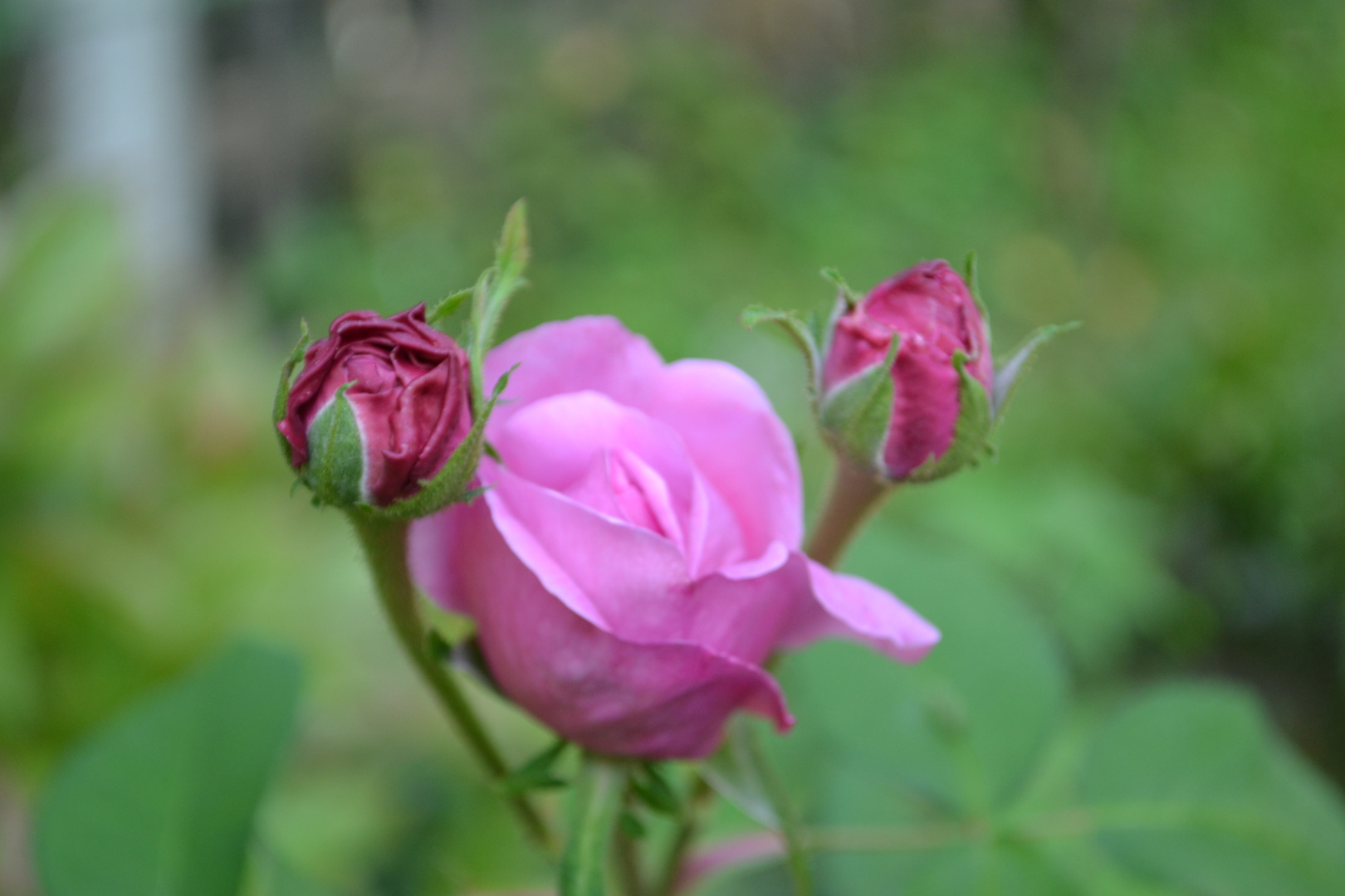 La Vie en Rose