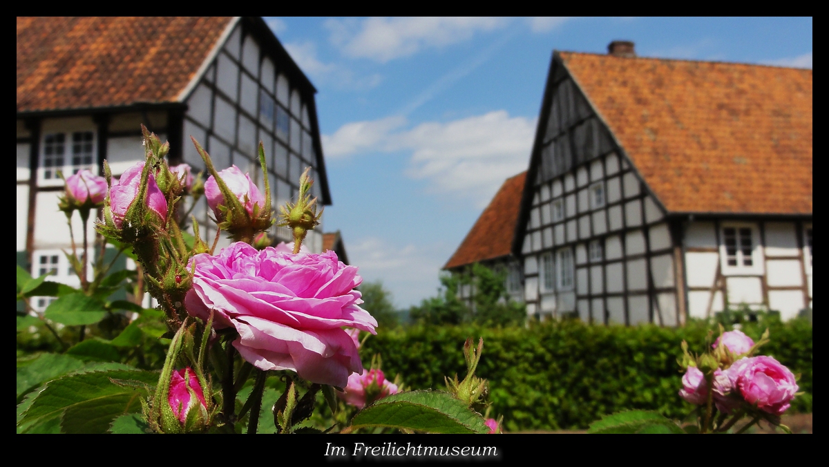 La vie en Rose