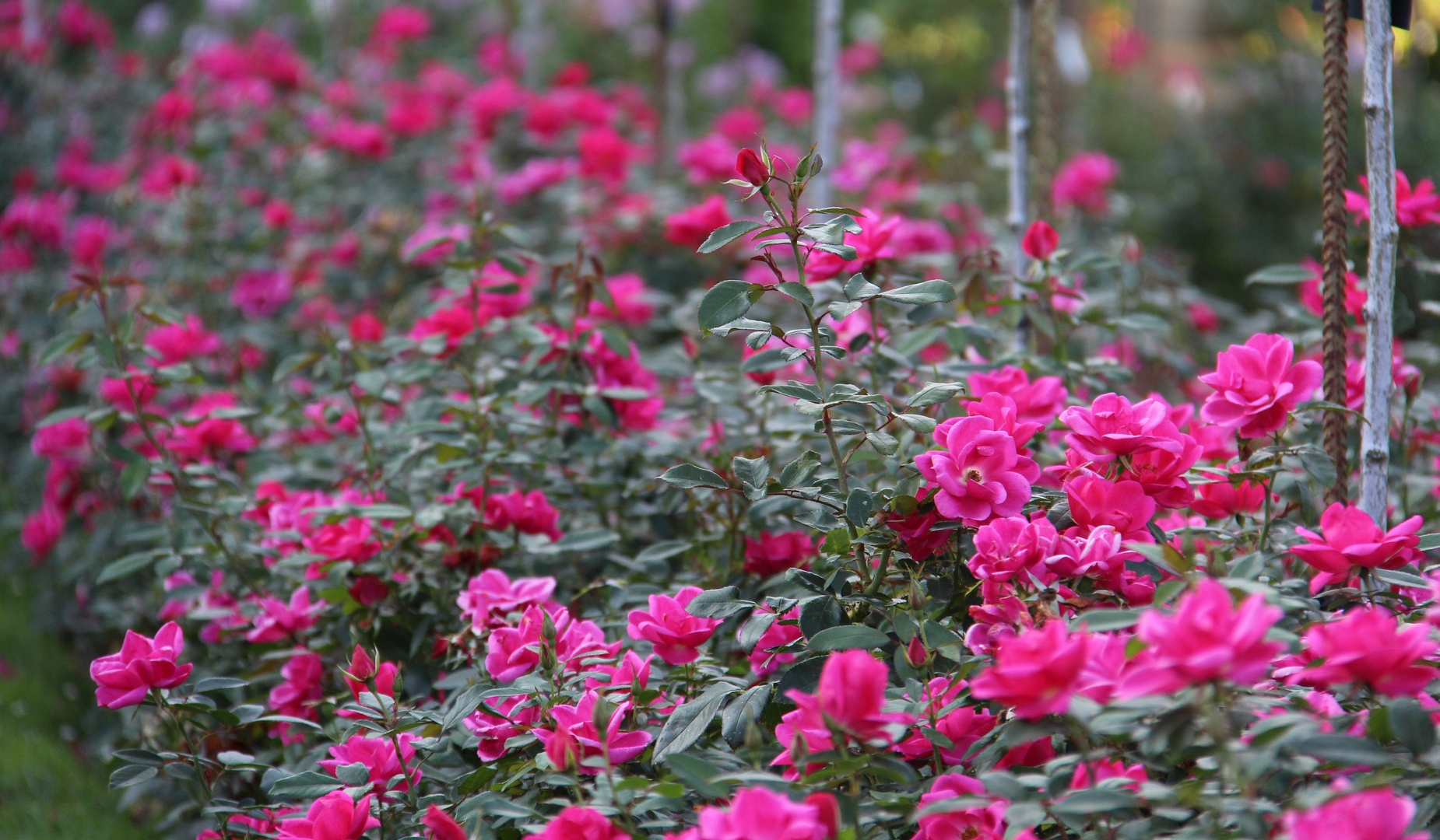 La vie en rose