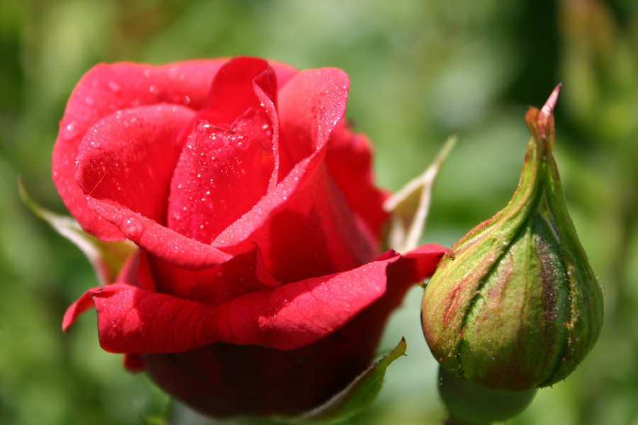 La vie en rose