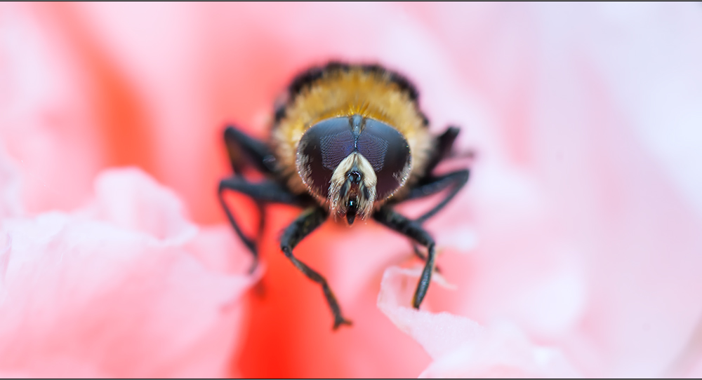 la vie en rosé