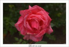 La vie en rose