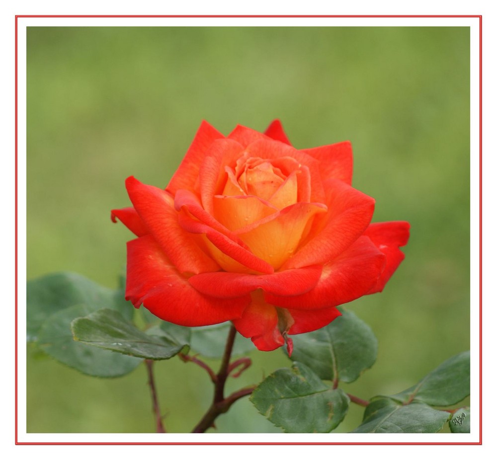 la vie en rose.. dans mon jardin