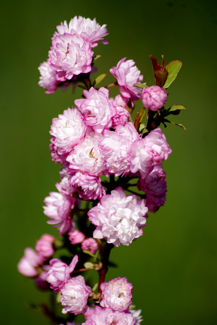 La vie en rose .......