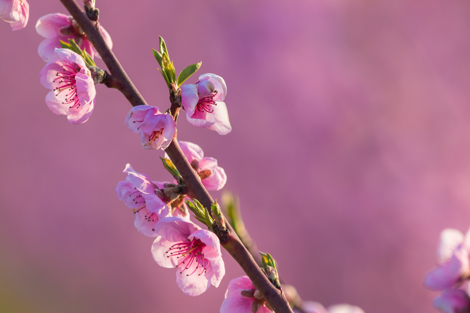 La vie en rose