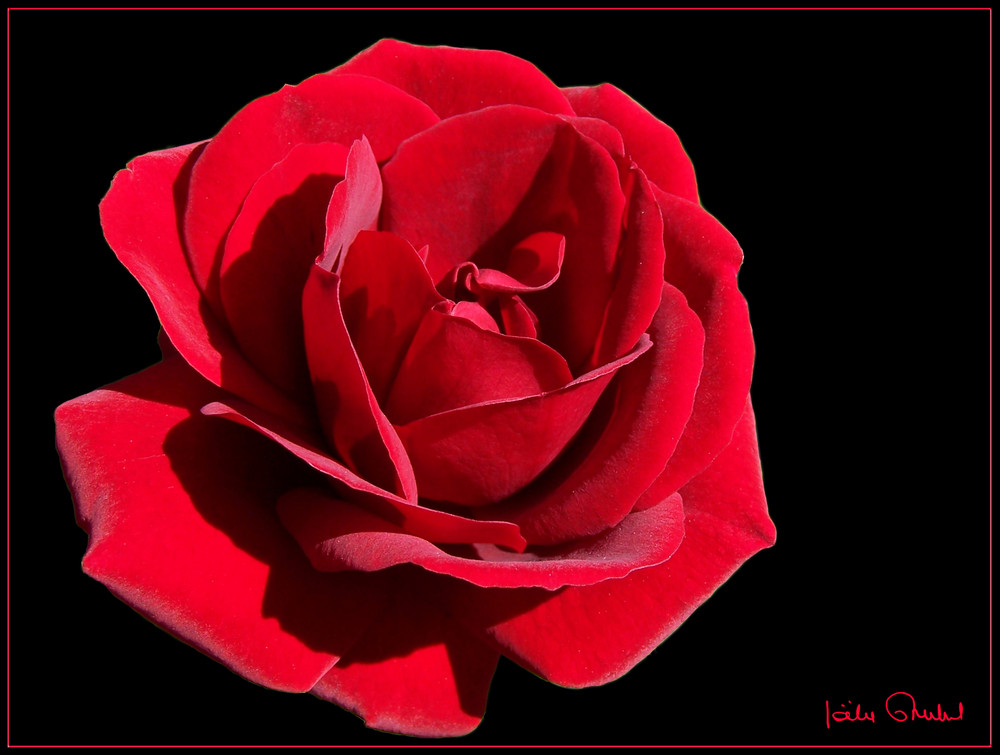 La vie en rose passion