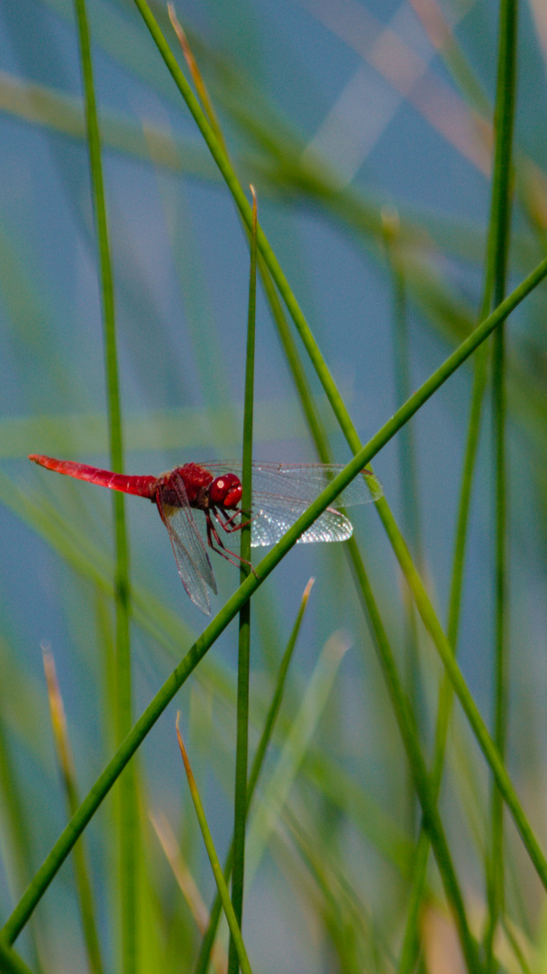 La vie en rouge...