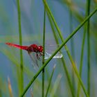 La vie en rouge...