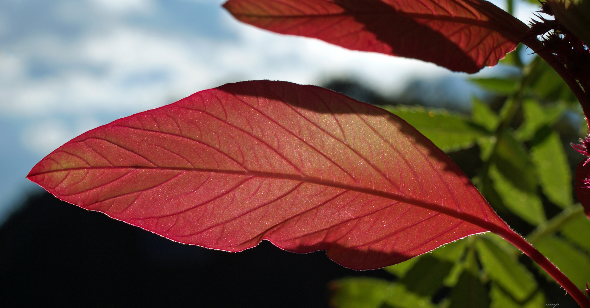 la vie en rouge ...