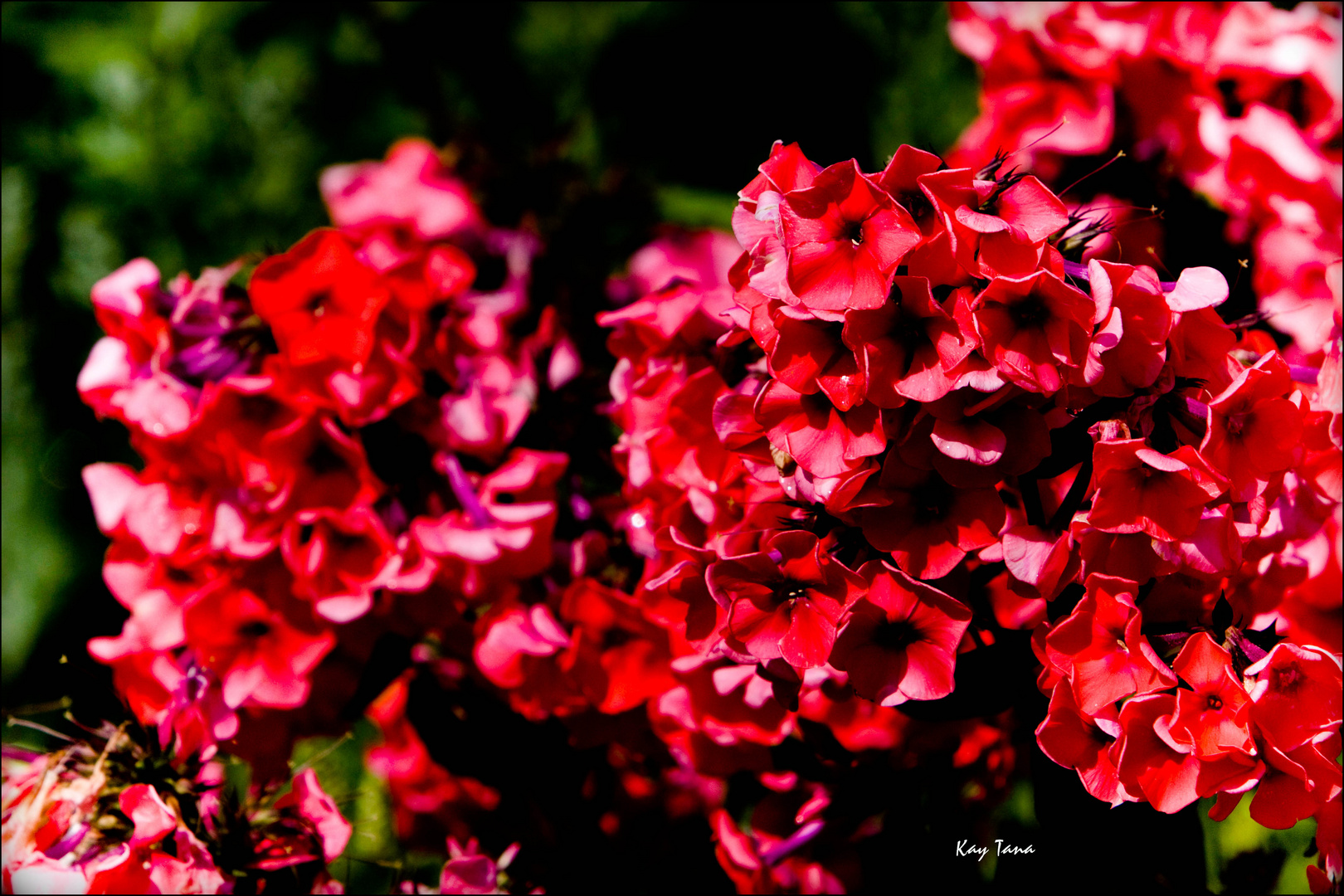 La vie en rouge